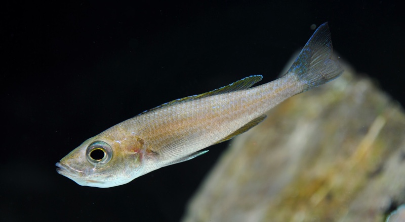 Cyprichromis leptosoma 'Malasa'